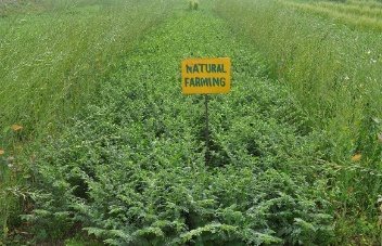 Pulse-based natural farming system trial