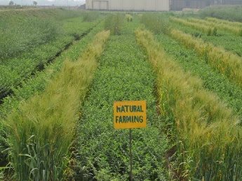 Intercropping under the natural farming system