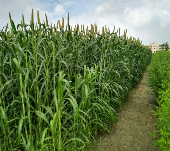 Integrated phosphorus management field experiment