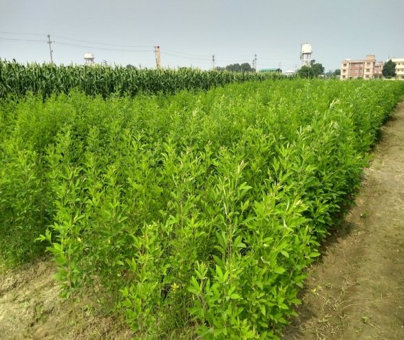 Phosphorus management treatment comparison