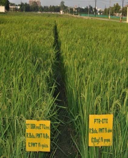 Weed management trial in the rice-chickpea system