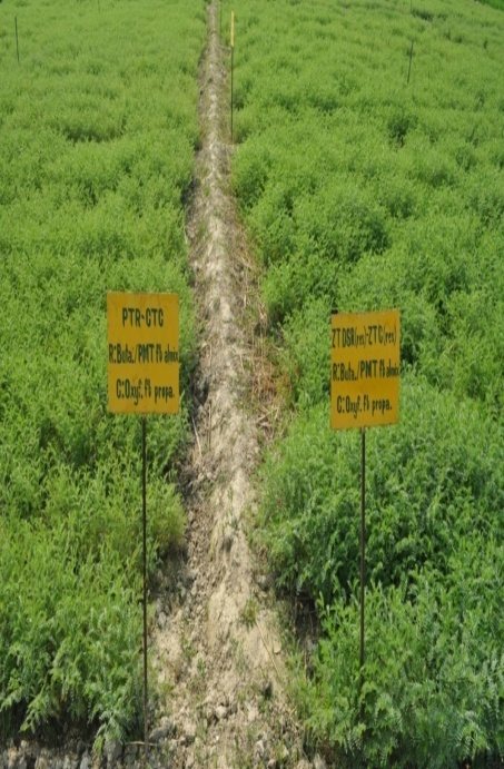 Herbicide evaluation plots