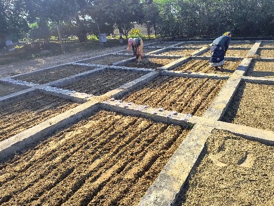 Micro plots for host plant resistance screening