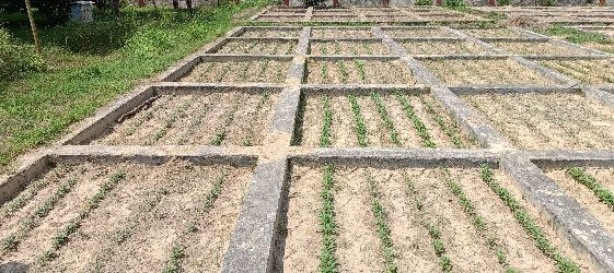 Micro plots for host plant resistance screening