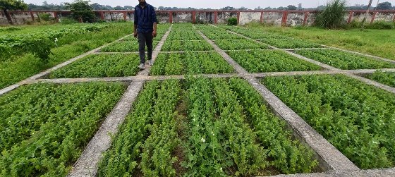 Micro plots for host plant resistance screening
