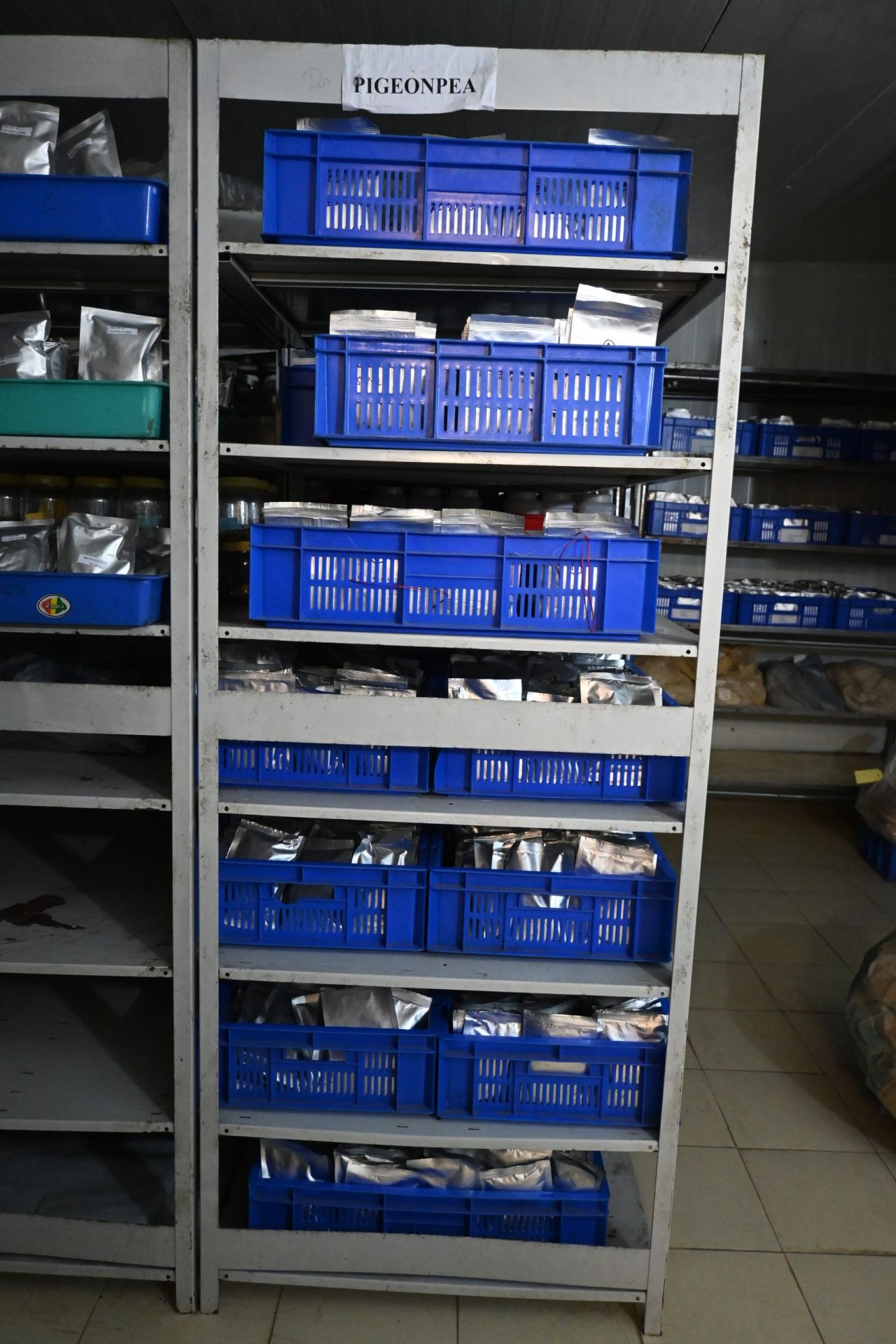 Accessions held in the medium-term cold module at the ICAR-IIPR Gene Bank, Kanpur