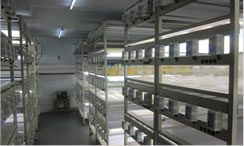 The tissue culture facility at ICAR-IIPR, Kanpur