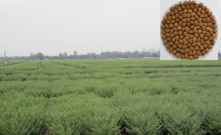 Chickpea crop