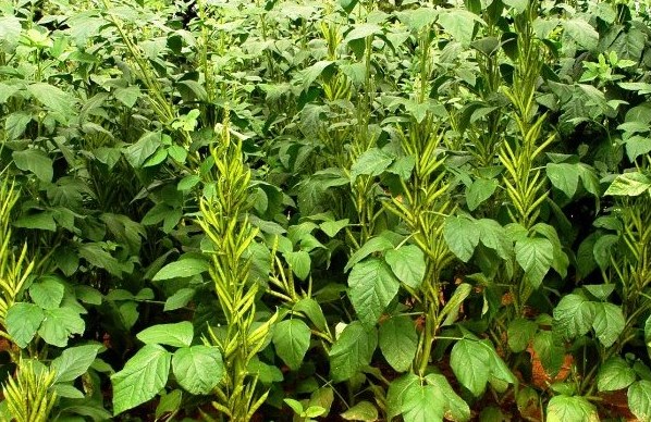 Clusterbean crop