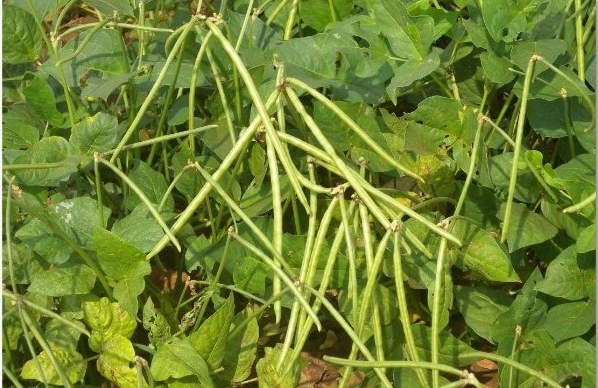 Cowpea crop
