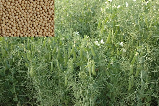 Fieldpea crop