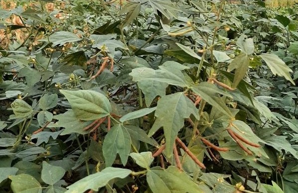 Mothbean crop