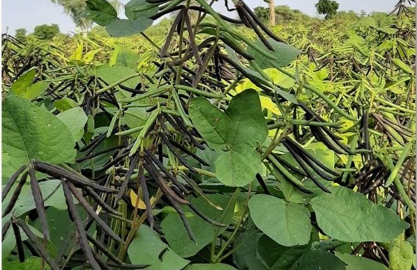 Mungbean crop