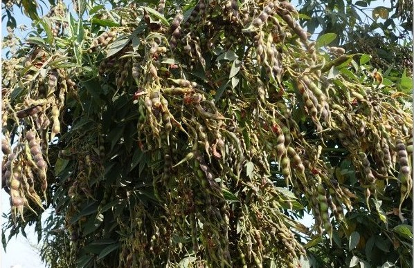 Pigeonpea crop