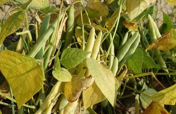 Rajmash crop