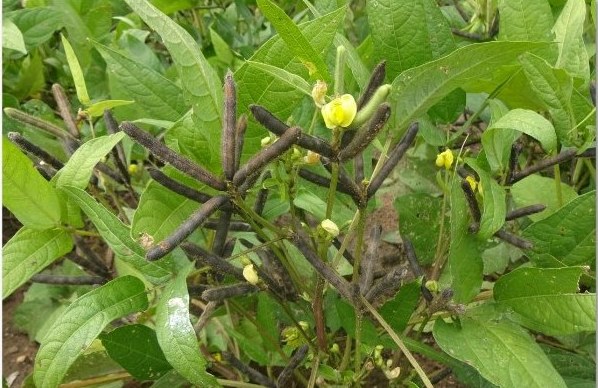 Urdbean crop