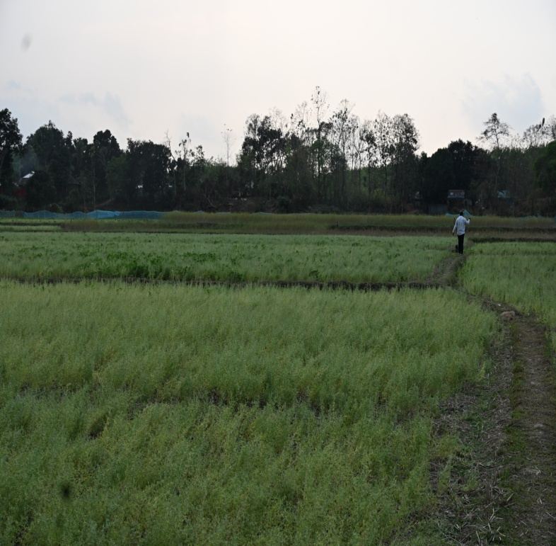 Lentil clustered plots of Hrishyamukh, South Tripura, ICAR-IIPR NER Sub-Plan, South Tripura