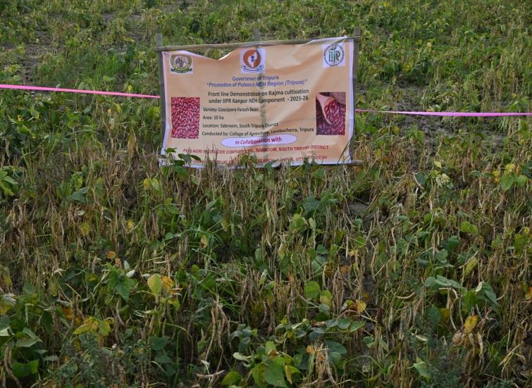 Clustered demonstration plot of Rajma, ICAR-IIPR NER Sub-Plan demonstration in South Tripura