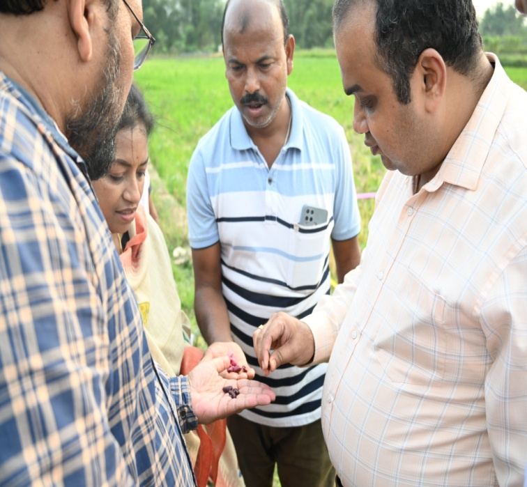 Rajma quality determination, ICAR-IIPR NER Sub-Plan demonstration in South Tripura