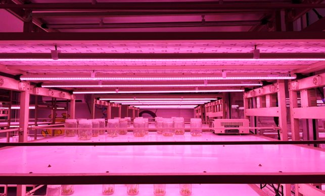 Updated LED light system in the tissue culture facility, Division of Plant Biotechnology