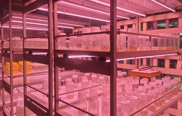 Tissue culture facility, Division of Plant Biotechnology