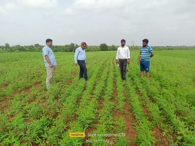 Pigeonpea FLD