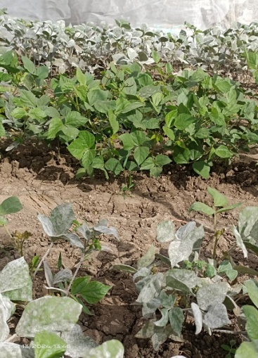 Powdery mildew tolerant mungbean genotype