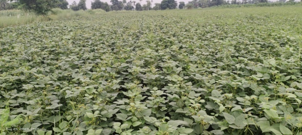 Breeder seed production