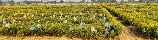 Pigeonpea breeding experiment