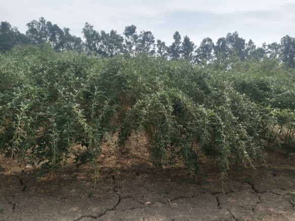 Pigeonpea variety IPA 15-6