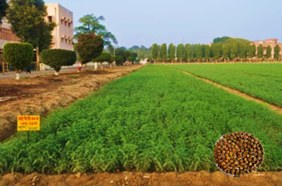IPC 2004-01 (Desi type)