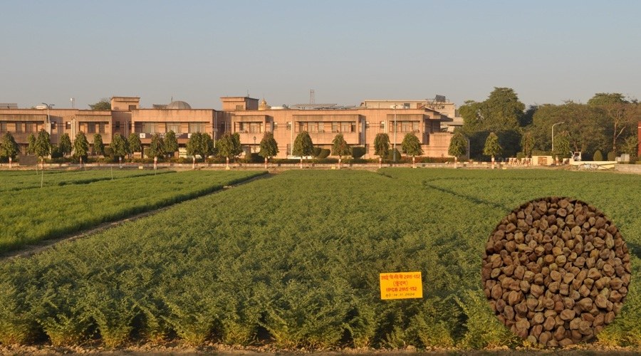 IPCB 2015-132 (Kundan, machine harvestable, Desi type)