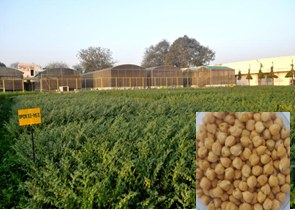 IPCK 2013-163 (Madhav, Kabuli type)