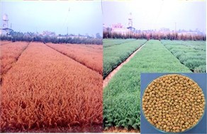 IPCL 4-14 (Desi type, MAS product)