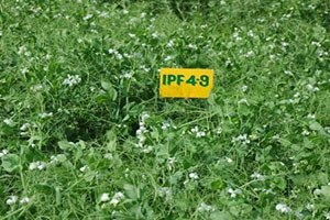 IPF 04-9