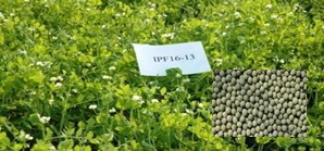 IPF 16-13 (Harit, Green seed)
