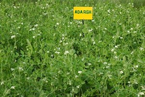 IPF 99-25 (Adarsh)