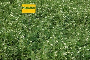 IPFD 01-10 (Prakash)