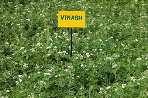 IPFD 99-13 (Vikas)