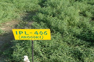 IPL 406 (Angoori)