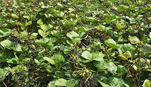 IPM 205-7 (Virat)