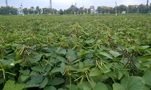 IPM 302-2 (Kanika)