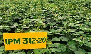 IPM 312-20 (Vasudha)