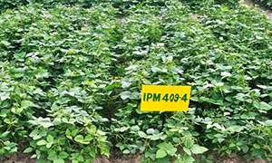 IPM 409-4 (Heera)