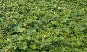 IPM 410-3 (Shikha)