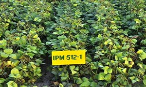 IPM 512-1 (Soorya)