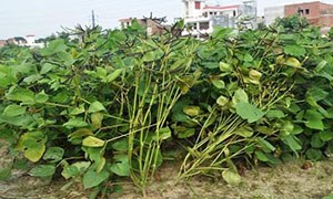 IPM 99-125 (Meha)