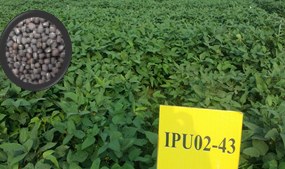 IPU 02-43