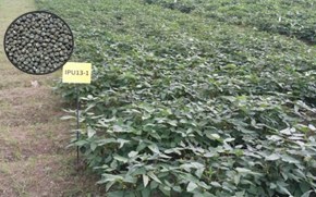 IPU 10-26
