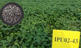 IPU 94-1 (Uttara)